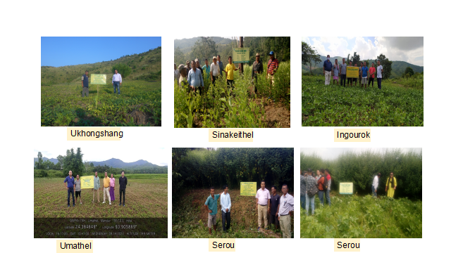 Pulses Seed Hub, 2024